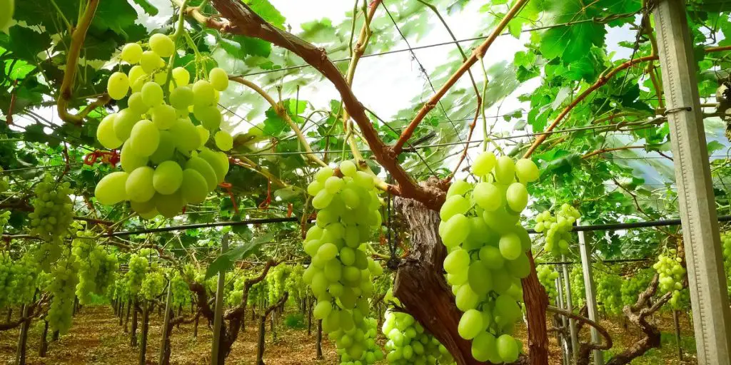 Are table grapes good for you?
