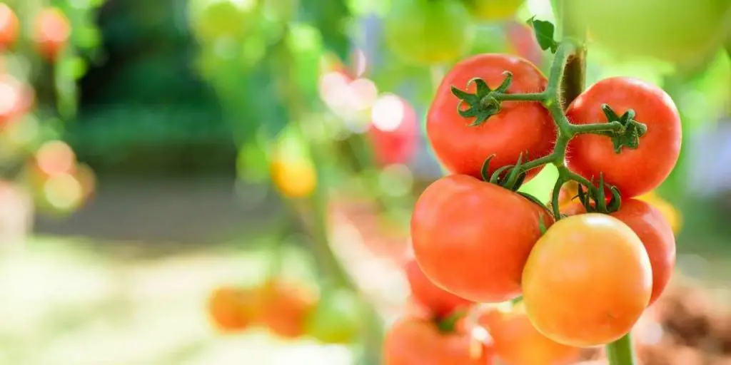 Are tin tomatoes Low carb?