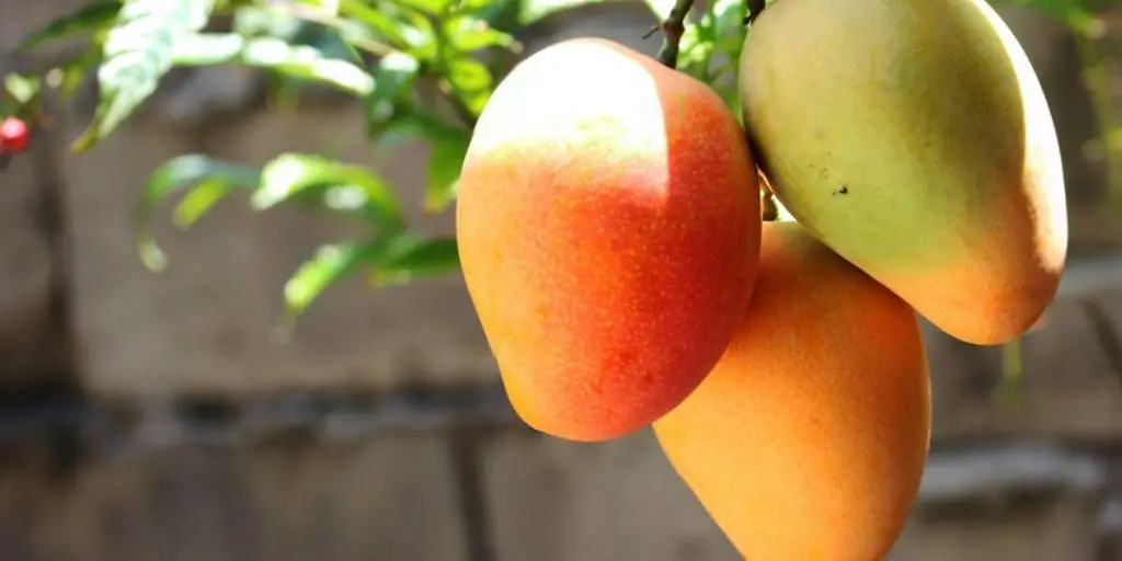 is raw mango keto-friendly?