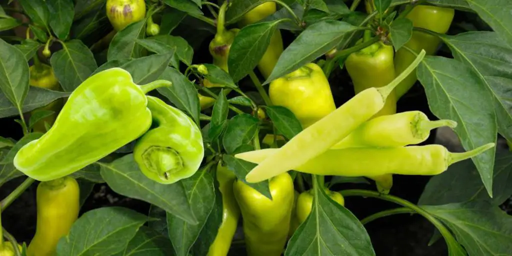 When to harvest banana peppers