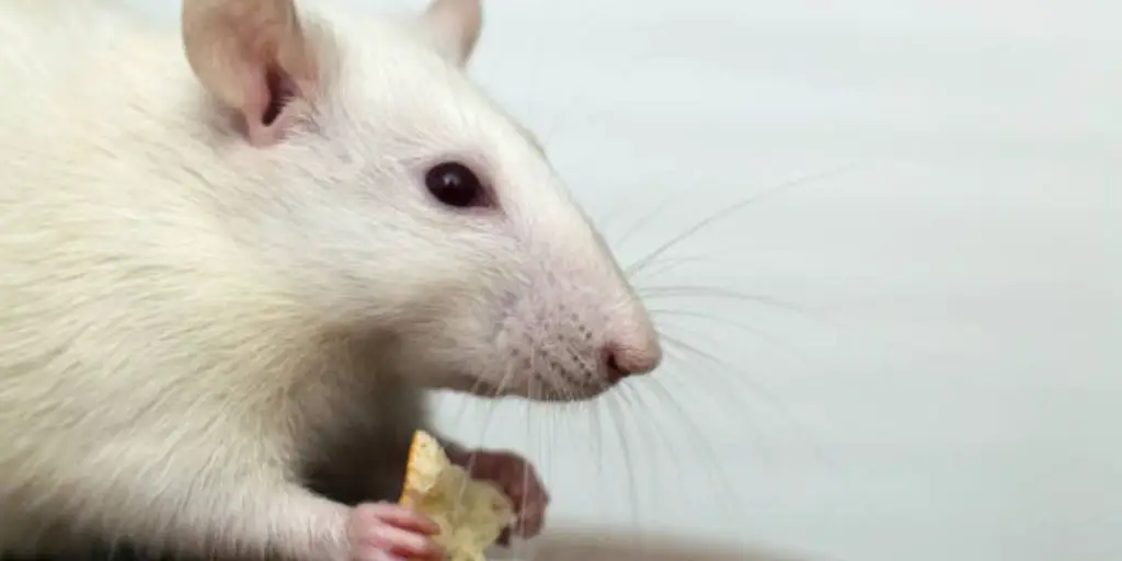 Can rats eat bananas