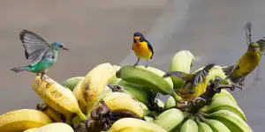 Understanding Birds' Natural Diet